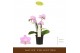 Phalaenopsis multiflora roze Botanico Nolina pink 3spike 
