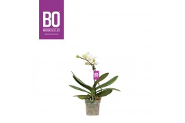 Phalaenopsis multiflora wit BO - Sweety White - 1 tak, 5+ bloem