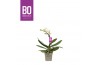 Phalaenopsis multiflora wit BO - Sweety White - 1 tak, 5+ bloem