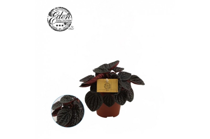 Peperomia chocolat 