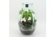 Arrangementen kamerplanten GRCR-2556 Green Essentials Terrarium 4 pp 
