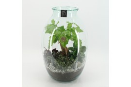 Arrangementen kamerplanten GRCR-2556 Green Essentials Terrarium 4 pp