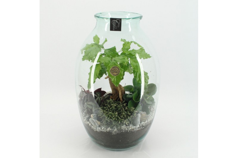 Arrangementen kamerplanten GRCR-2556 Green Essentials Terrarium 4 pp 