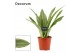 Sansevieria trifasciata aubrytiana sayuri decorum 