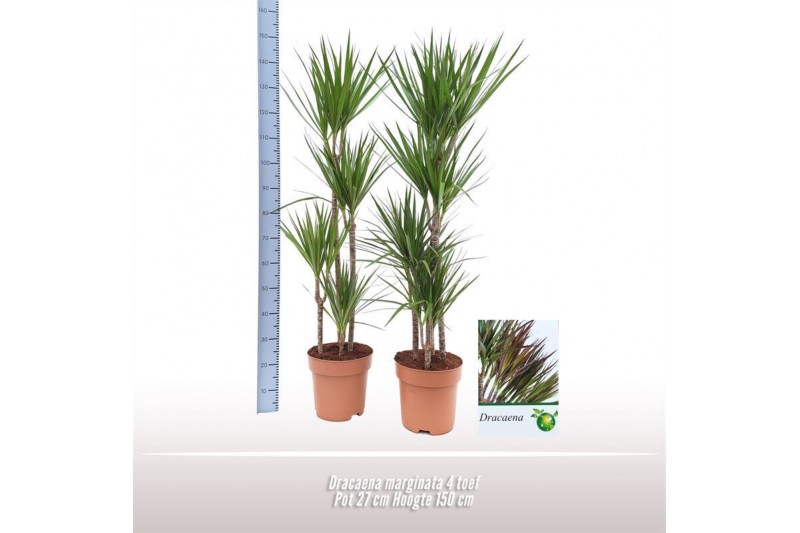 Dracaena marginata 90-60-30-15 