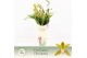 Cymbidium Tiger Tail - 3 tak - Exclusiva Orchidea Potcover 