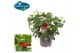 Fragaria pick&joy strawberry delizz 