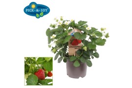 Fragaria pick&joy strawberry delizz