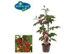 Solanum lycopersicum tomaat pick&joy candytom red