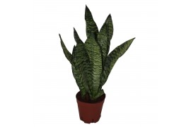 Sansevieria zeylanica