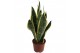 Sansevieria trifasciata futura superba 