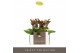 Phalaenopsis multiflora Optifriend Esmee 2spike 