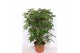 Schefflera arboricola compacta vertakt 