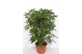 Schefflera arboricola compacta vertakt