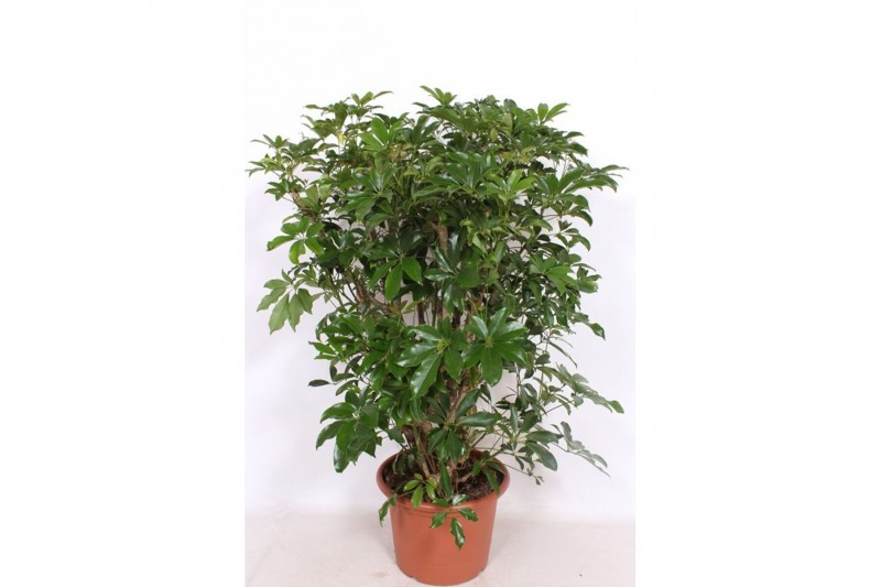 Schefflera arboricola compacta vertakt 