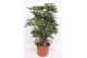 Schefflera arboricola compacta vertakt 