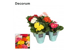 Gerbera sundayz mix belicht 3+ decorum
