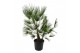Chamaerops humilis Chamaerops humilis / Eagle palm p32 130 - 140cm 1 p 
