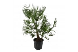 Chamaerops humilis Chamaerops humilis / Eagle palm p32 130 - 140cm 1 p