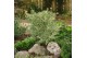 Acer palmatum butterfly 