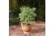 Acer palmatum butterfly 
