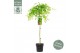 Acer palmatum ryusen 90 cm cm stam 
