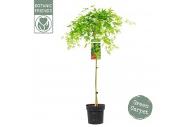 Acer palmatum ryusen 90 cm cm stam
