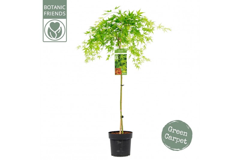 Acer palmatum ryusen 90 cm cm stam 
