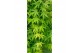 Acer palmatum ryusen 90 cm cm stam 
