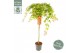 Acer palmatum Cascade Ruby ® 90 cm cm stam 