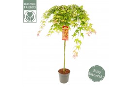 Acer palmatum Cascade Ruby ® 90 cm cm stam