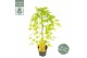 Acer palmatum cascade gold® 40 cm cm stam 