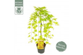 Acer palmatum cascade gold® 40 cm cm stam