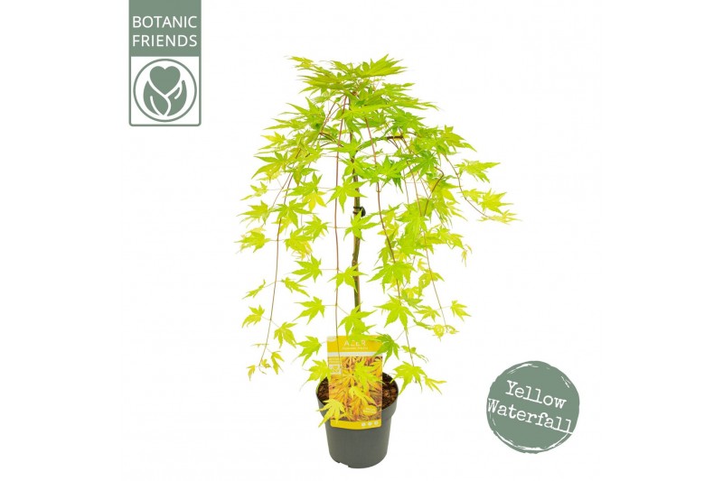 Acer palmatum cascade gold® 40 cm cm stam 