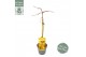 Acer palmatum cascade gold® 40 cm cm stam 