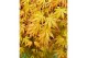 Acer palmatum cascade gold® 40 cm cm stam 