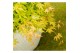 Acer palmatum cascade gold® 40 cm cm stam 
