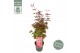 Acer palmatum twomblys red sentinel® extra kwaliteit 