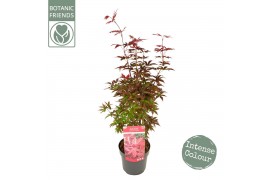 Acer palmatum twomblys red sentinel® extra kwaliteit
