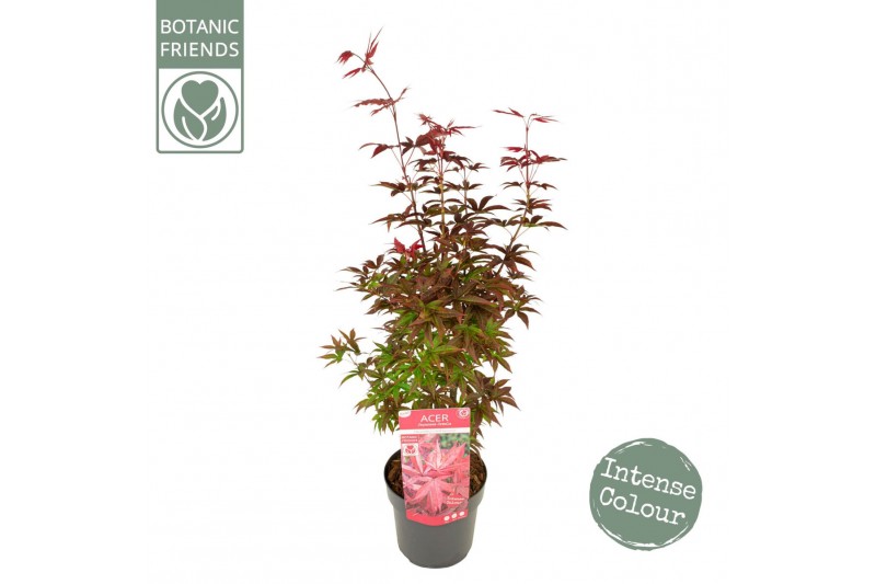 Acer palmatum twomblys red sentinel® extra kwaliteit 