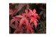 Acer palmatum twomblys red sentinel® extra kwaliteit 