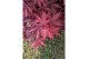 Acer palmatum twomblys red sentinel® extra kwaliteit 