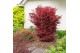Acer palmatum twomblys red sentinel® extra kwaliteit 