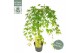 Acer palmatum cascade emerald 40 cm cm stam 