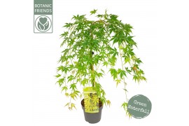 Acer palmatum cascade emerald 40 cm cm stam