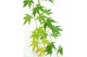 Acer palmatum cascade emerald 40 cm cm stam 