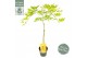 Acer palmatum cascade citrine 40 cm cm stam 