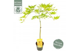 Acer palmatum cascade citrine 40 cm cm stam