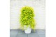 Acer palmatum cascade citrine 40 cm cm stam 