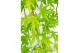 Acer palmatum cascade citrine 40 cm cm stam 